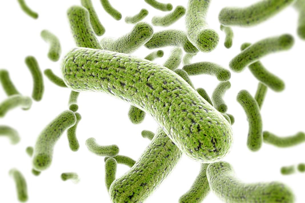 Malassezia Infections of the Skin
