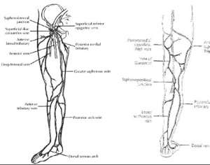 Distributions of the Greater (Great) and Lesser (Small) Saphenous Veins