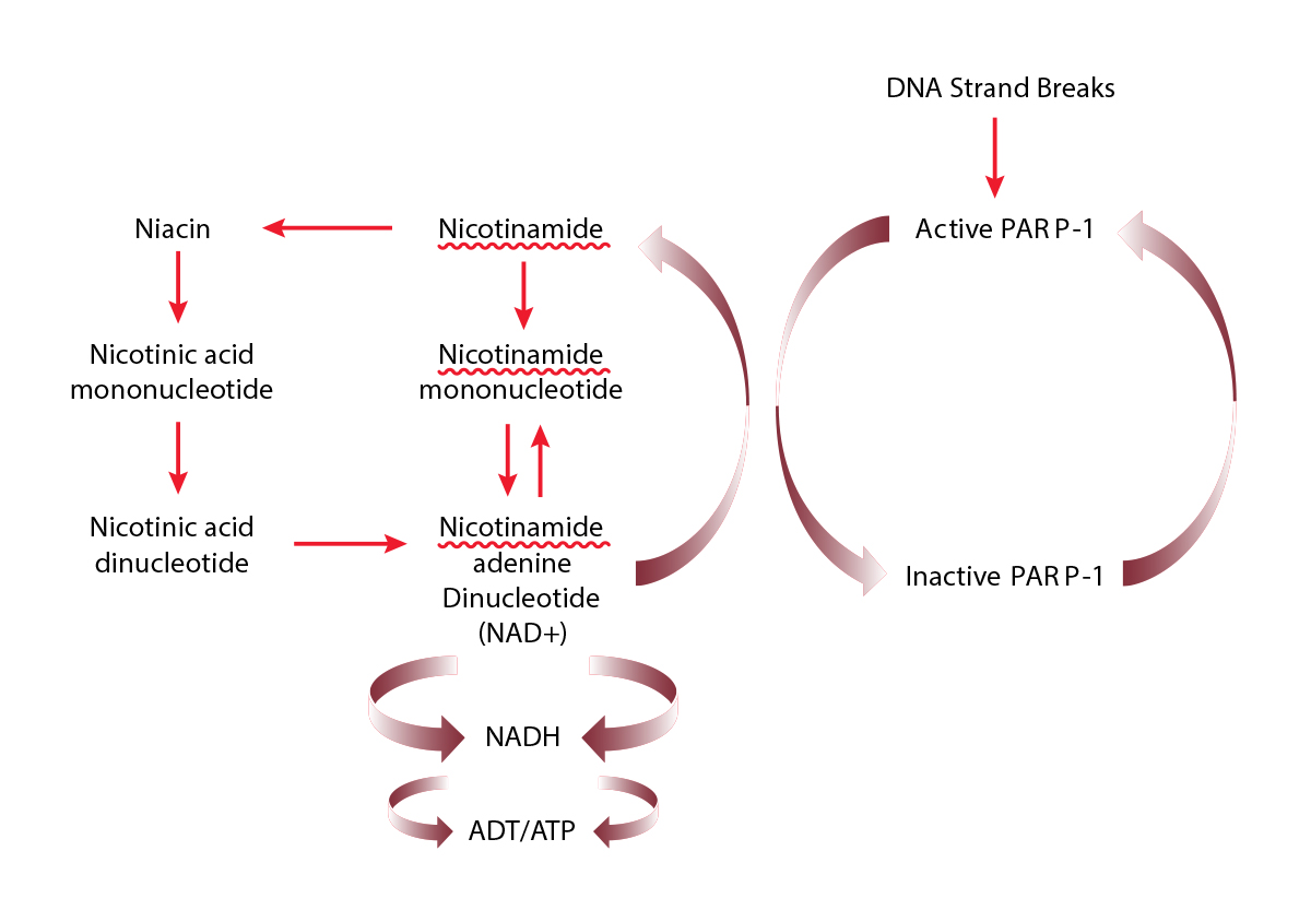 Simplified pathways for nicotinamide, niacin, NAD+ and PARP-1 metabolism