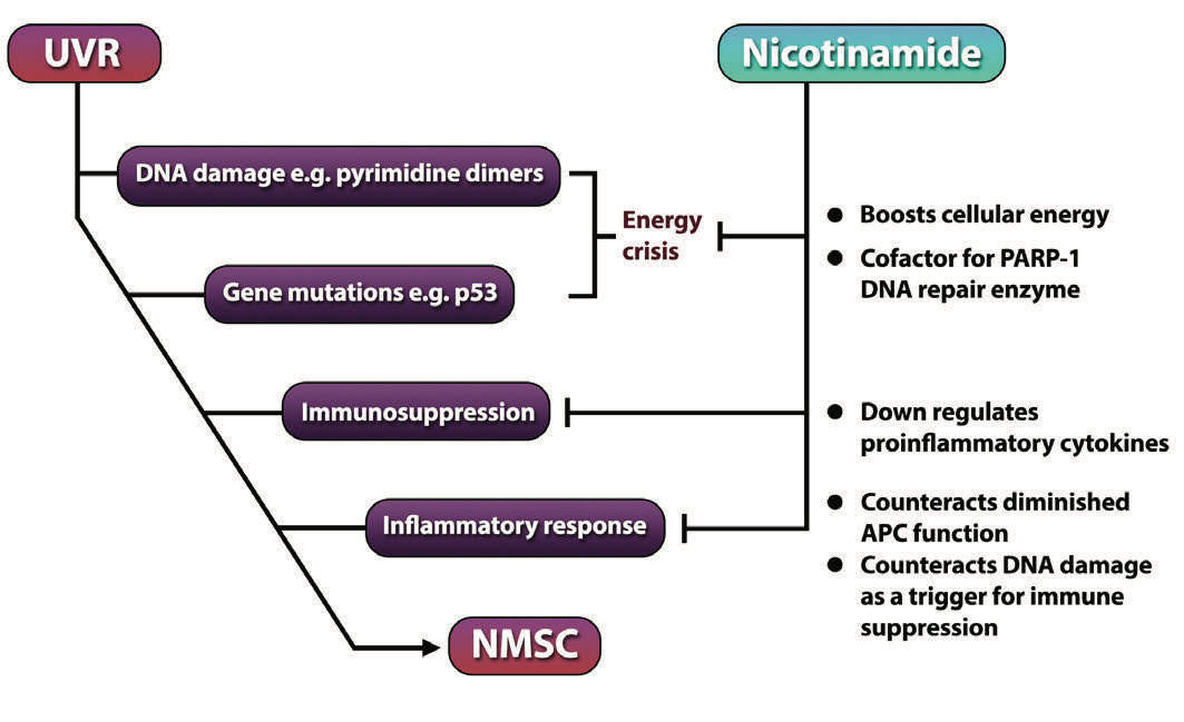 Nicotinamide: An Update and Review of Safety & Differences from Niacin - image