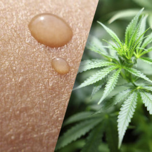 The Therapeutic Potential of Cannabinoids in Dermatology