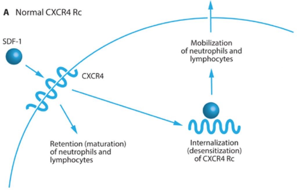 Plerixafor on a WHIM – Promise or Fantasy of a New CXCR4 Inhibitor for This Rare, but Important Syndrome? - image