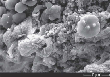 Biofilms in Dermatology - image