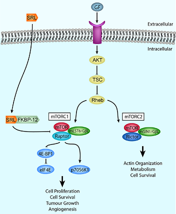 Sirolimus: A Therapeutic Advance for Dermatologic Disease - image