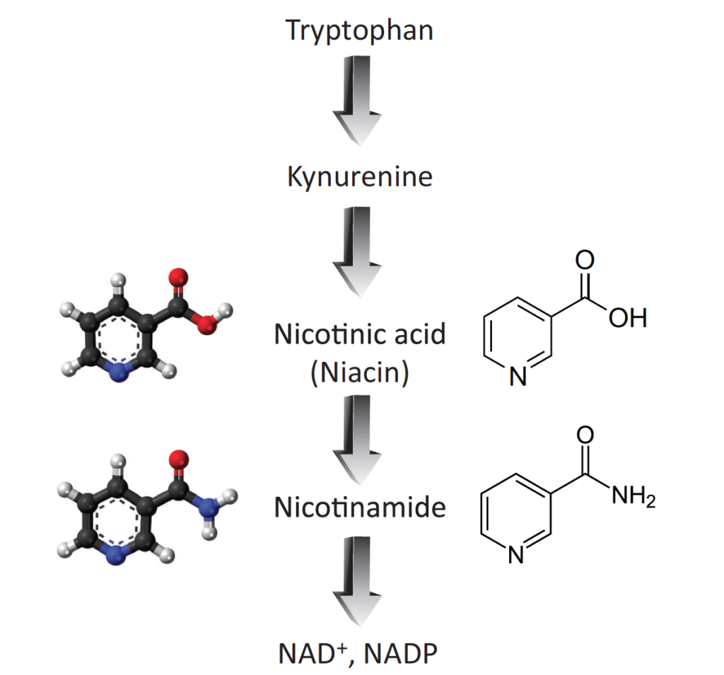 Nicotinamide: An Update and Review of Safety & Differences from Niacin - image